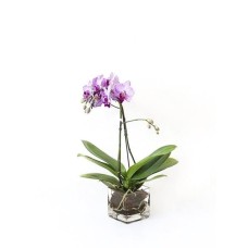 Mini Orchid